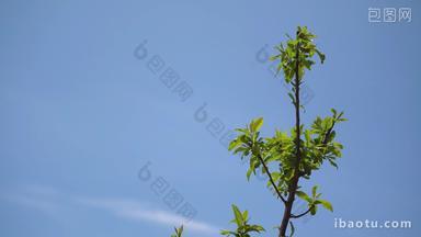 蓝天下的绿叶树叶高清特写镜头